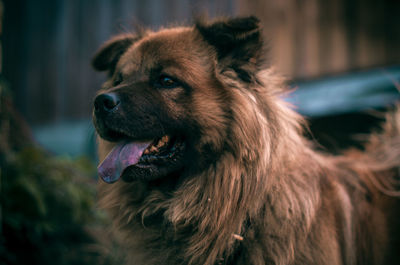 Close-up of dog looking away