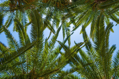 Palm tree sun sky blue copy space background