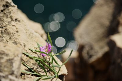 Close-up of purple flowering plant