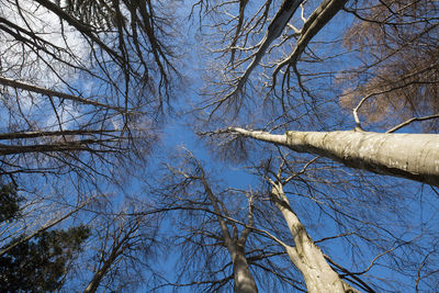 Low angle view of bare trees against sky