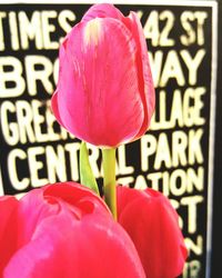 Close-up of pink rose