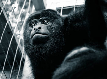 Close-up of monkey in cage