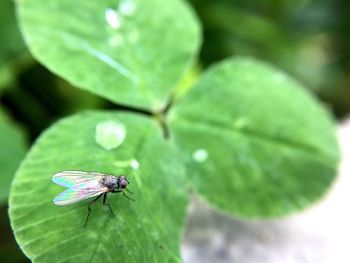 Close-up of butterfly on leaf