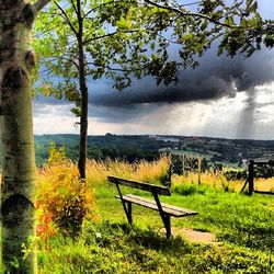 Empty bench on grassy field