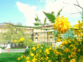 Close-up of yellow flowers blooming outdoors