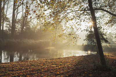 The sun's rays break through the branches of trees on an autumn foggy morning.