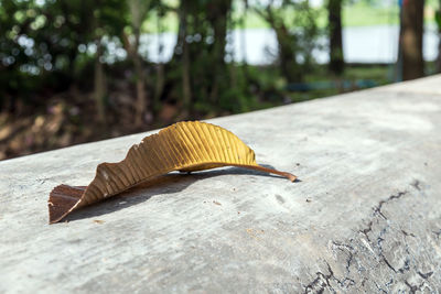 Close-up of yellow lizard on tree