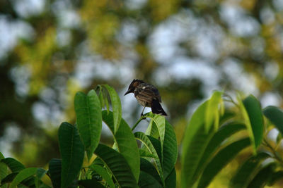Close-up of bird perching on plant
