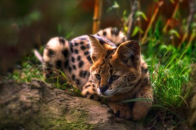 Portrait of cat on grass