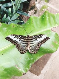 High angle view of butterfly on leaf