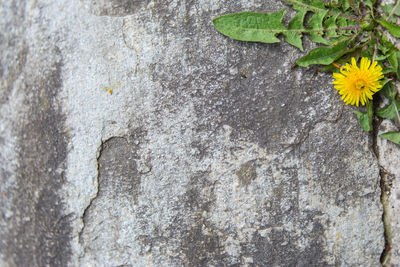 Close-up of yellow flower on tree trunk against wall