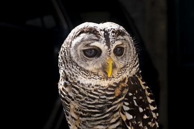 Close-up portrait of owl