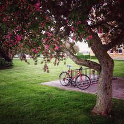 Bicycle in park