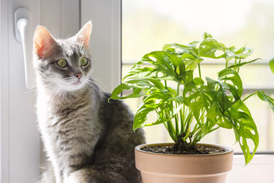 Cat by potted plant against window