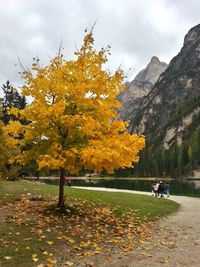 Trees on field against sky during autumn