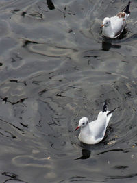 High angle view of ducks swimming on lake