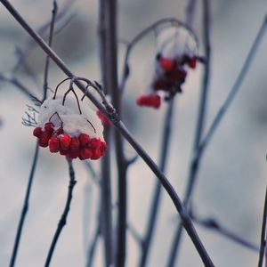 Close-up of berries growing on plant