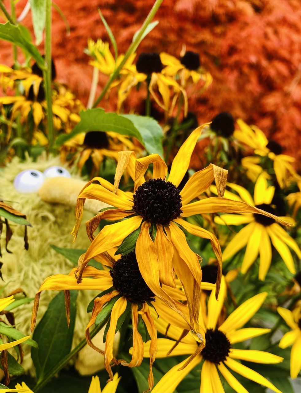 CLOSE-UP OF YELLOW FLOWERING PLANT IN PARK