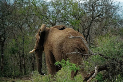 Elephant in forest