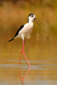 Bird perching on a lake