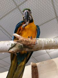 Close-up of a bird perching on wood