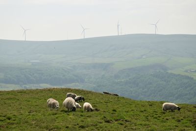 Flock of sheep grazing on hillside with wind turbines on hilltop in background