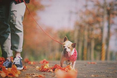 Low section of man with dog walking on tree