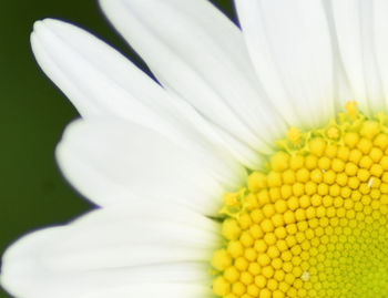 Close-up of white daisy flowers