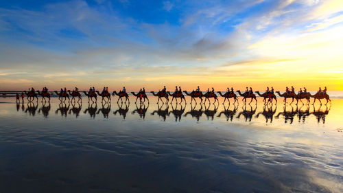 People riding camels at beach against sky during sunset