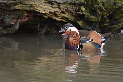 Duck swimming in lake