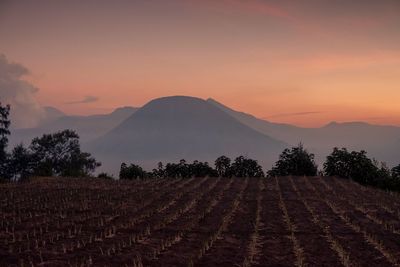 Scenic view of agricultural field against sky during sunset