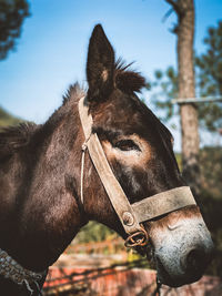 Close-up of horse