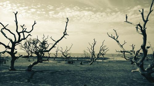 Bare trees on landscape against sky