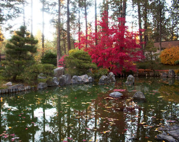 Reflection of trees in forest against sky