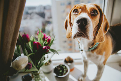 Close-up of dog by flowers at home