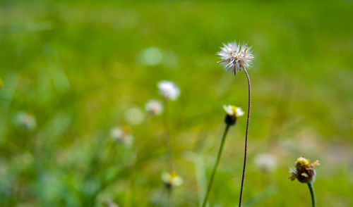 Close-up of dandelion flower on field