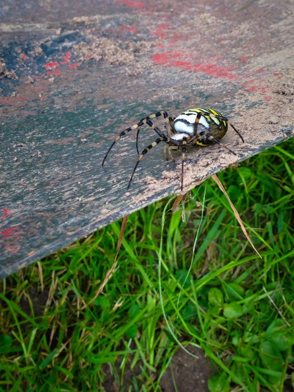 high angle view, grass, abandoned, leaf, damaged, green color, close-up, day, outdoors, nature, no people, obsolete, wood - material, selective focus, water, old, sunlight, plant, transportation, insect