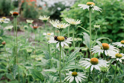 Two bees on a giant daisy in a green garden in summer