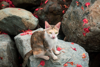 Portrait of cat on rock