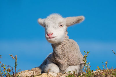 Low angle view of an animal against clear blue sky