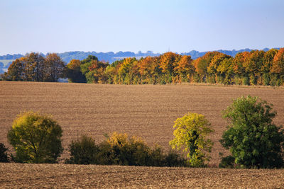 Scenic view of field against clear sky