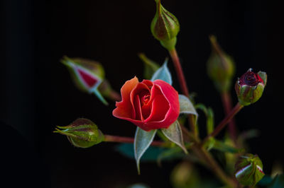 Red rose - a compliment to all women, who look at my pictures.