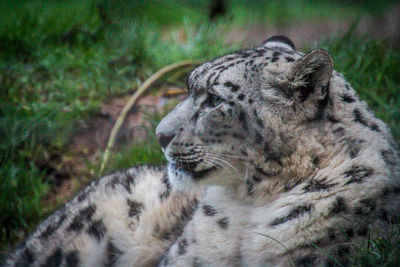 Close-up of a cat looking away