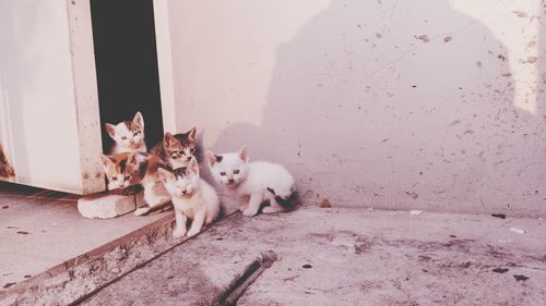 Portrait of cats on wall