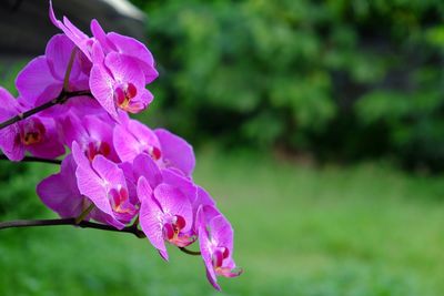 Close-up of pink flowers blooming outdoors