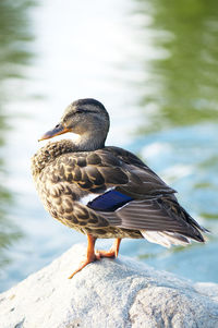 Close-up of duck perching on a rock