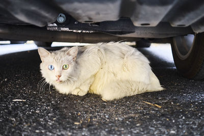 Portrait of a cat