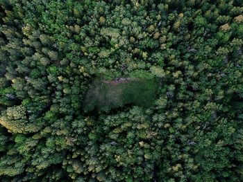 Full frame shot of trees