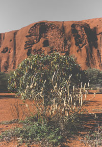 Plants on field against clear sky