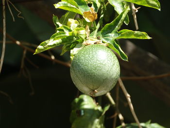 Close-up of fruit growing on tree